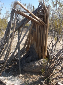 a fallen sahuaro: these are the sahuaro's ribs after it's dried out