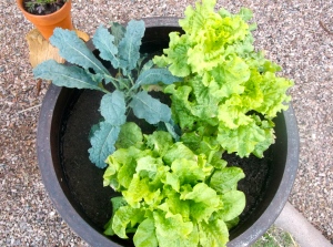 Kale and Lettuce