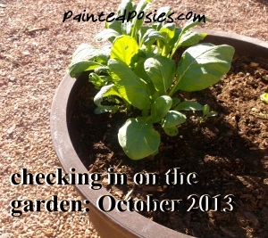 Checking in on the Garden October 2013