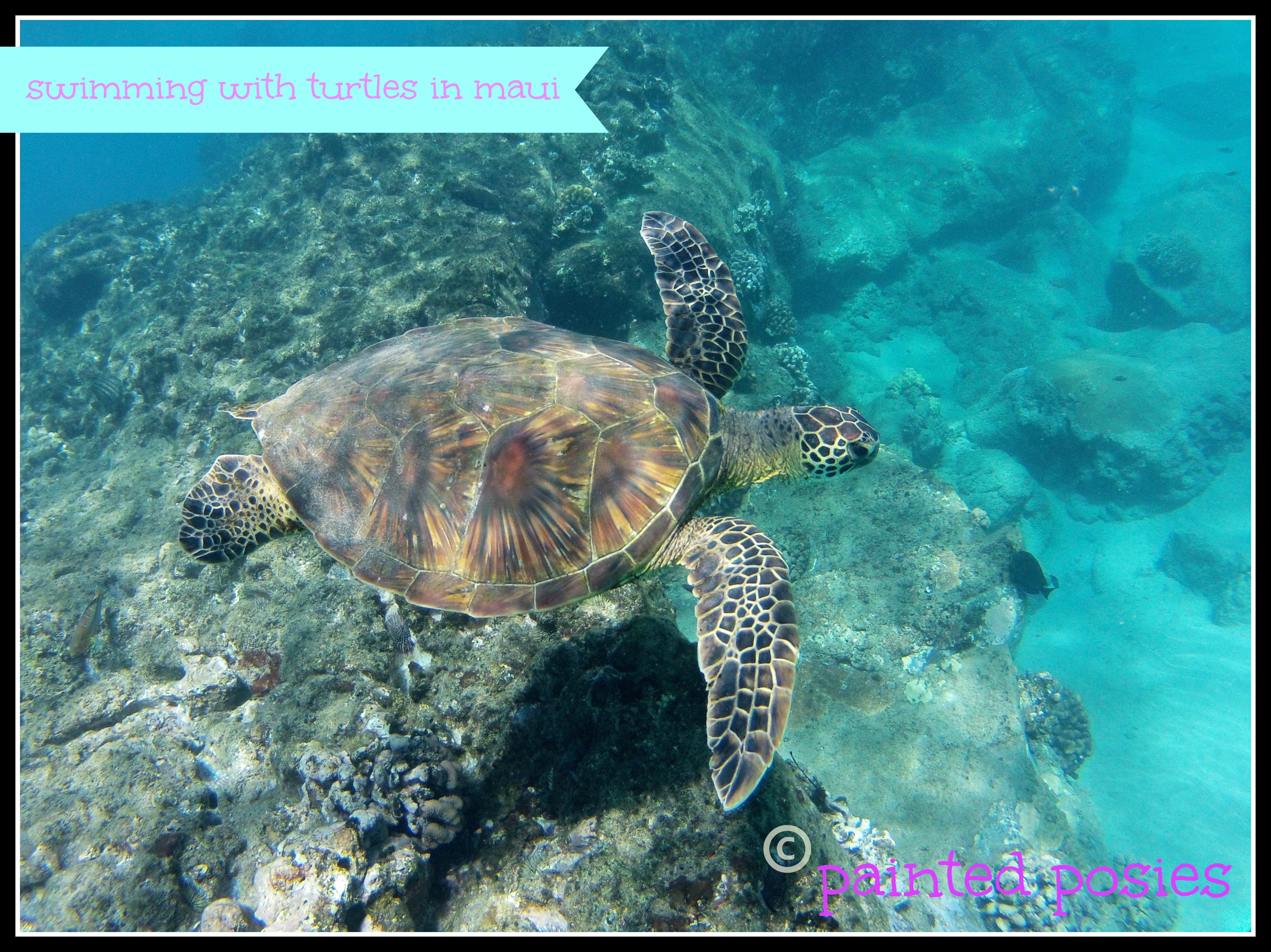 Swimming with turtles in Maui