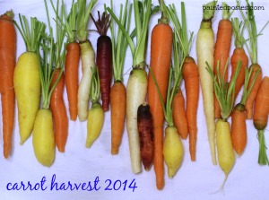 Carrot Harvest 2014
