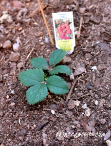 Quinalt Fragaria Strawberry Plant