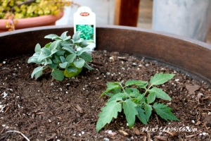 Sage and Tomato Plant