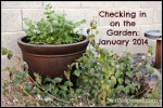 Checking in on the Garden: January 2014