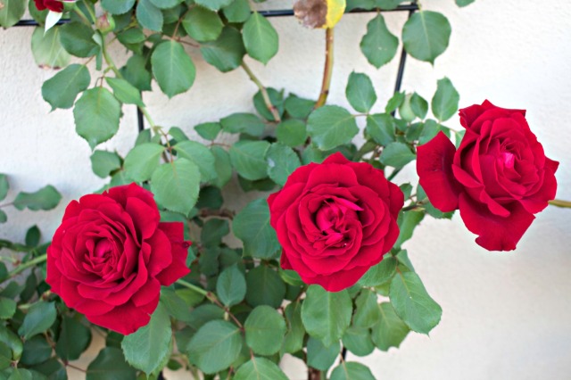 Don Juan Roses Spring 2015