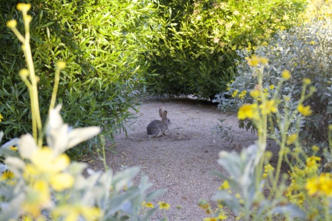 Bunny in Scottsdale