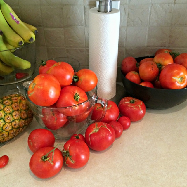 Tomato Harvest Spring 2015