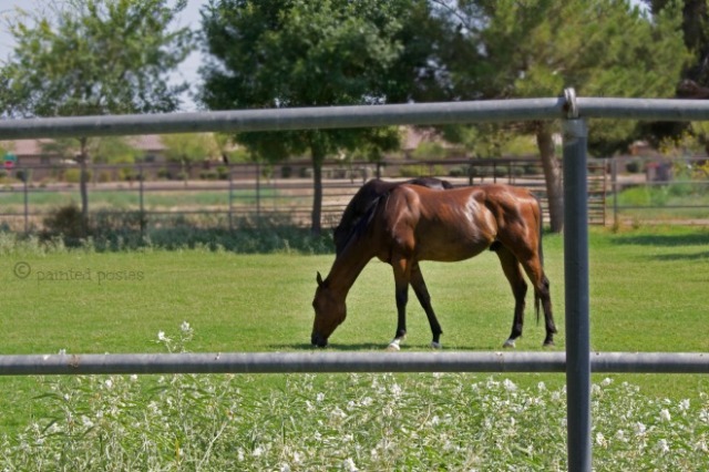 Wandering Eye Wednesday Horse at Pasture June 2015