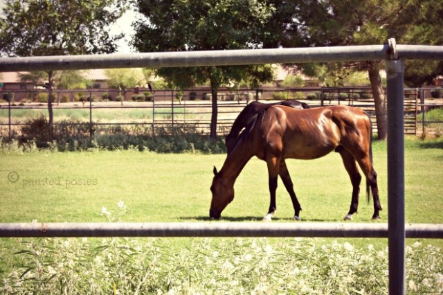 Wandering Eye Wednesday Horse at Pasture June 2015