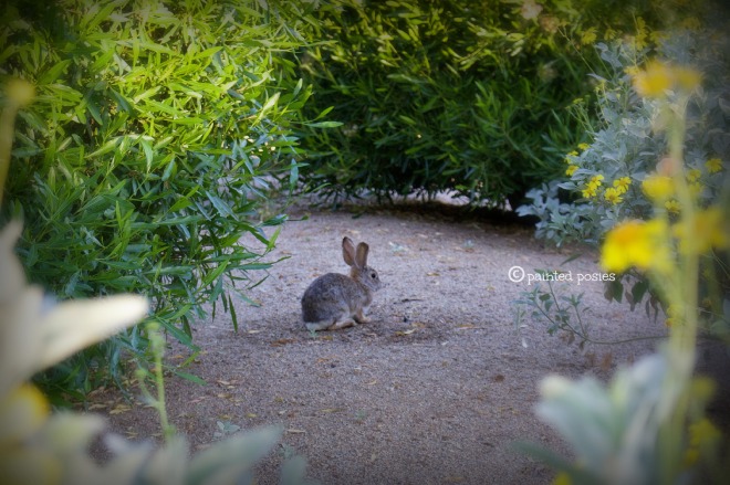 Wandering Eye Wednesday Bunny in Scottsdale