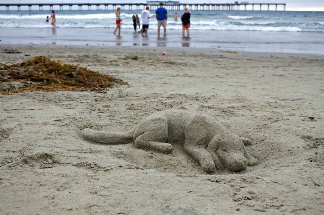Sand Dog Ocean Beach July 2015